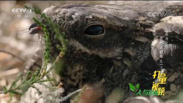 珍稀鸟类生活在石楠灌丛中,为保护鸟类,专家开始砍树