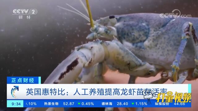 英国惠特比:人工养殖提高龙虾苗存活率