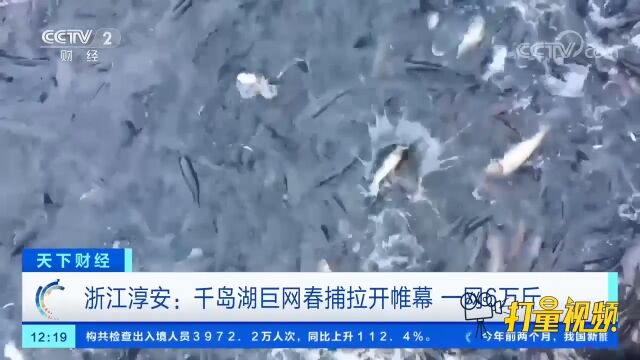 浙江淳安:千岛湖巨网春捕拉开帷幕,一网6万斤!