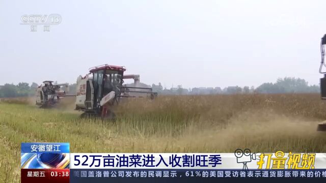 安徽望江52万亩油菜进入收割旺季,机械化作业提高效率