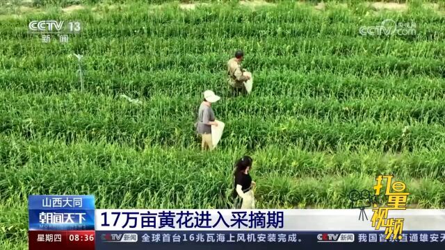 山西大同17万亩黄花进入采摘期,头茬黄花正在采摘中