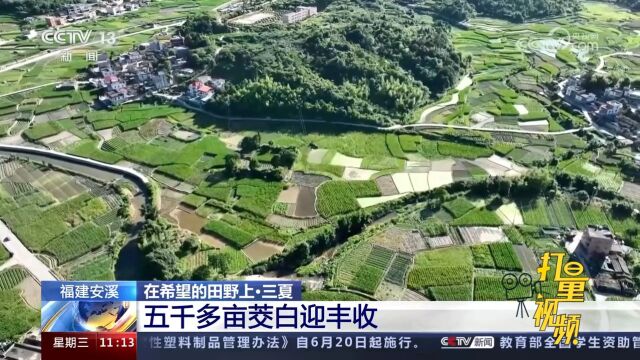 福建安溪:五千多亩茭白迎丰收,质量产量均有提升,茭农收割忙