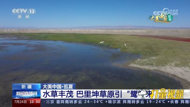 新疆:巴里坤草原水草丰茂,鹭鸟在溪流间穿梭,一派生态和谐美景