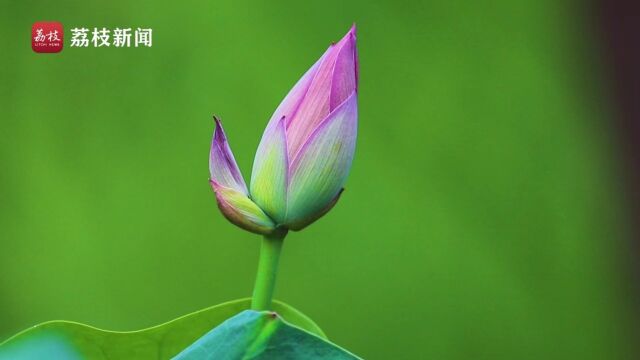 茎杆一枝,花开两朵!玄武湖并蒂莲花苞一大一小好似母子相依