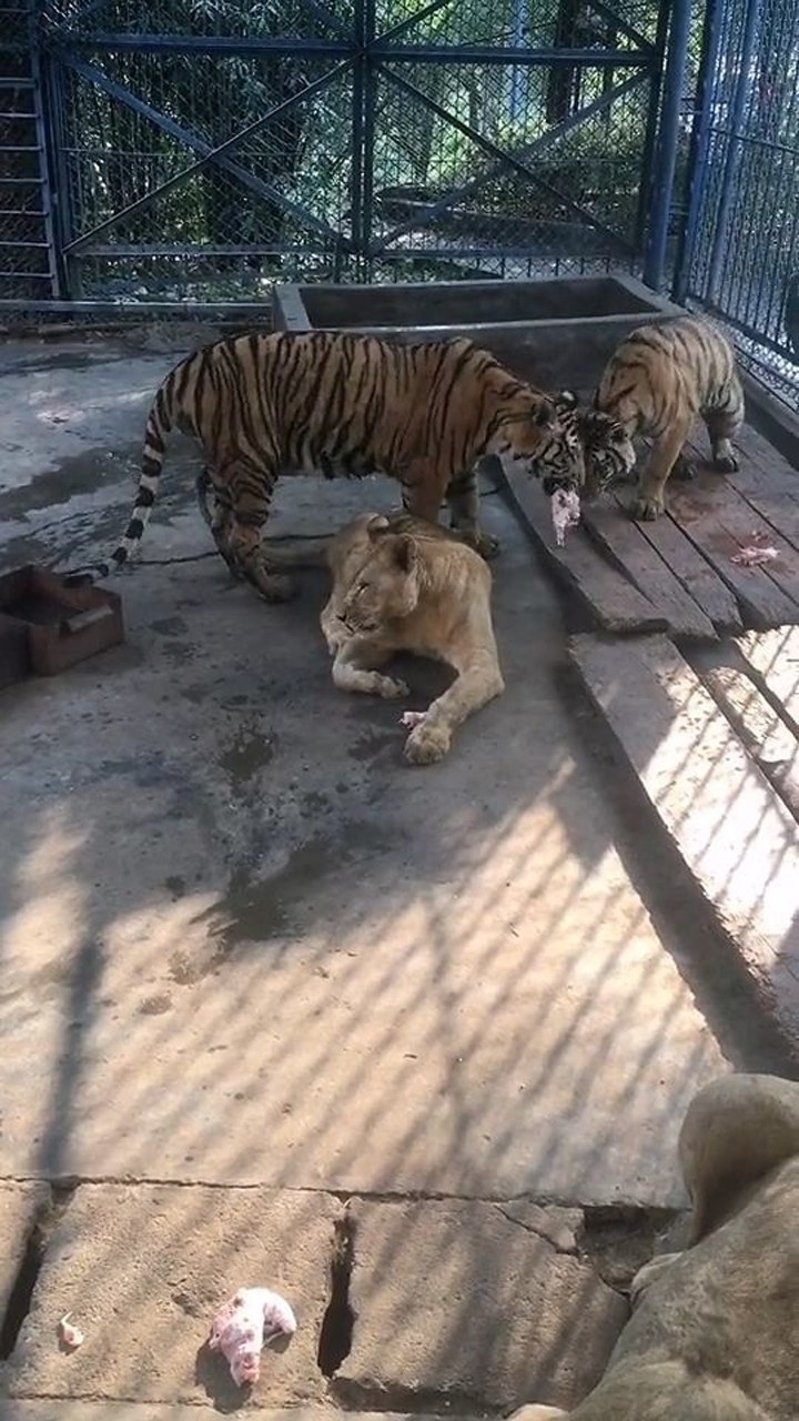 动物园的狮子老虎