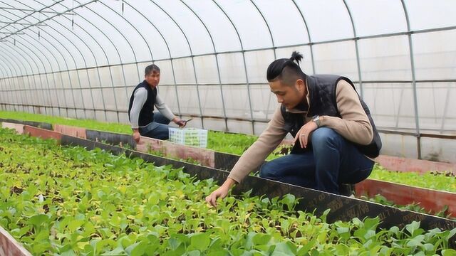 都是种菜,有人种的菜却丑哭了,农民伯伯:还是先学会选种子吧