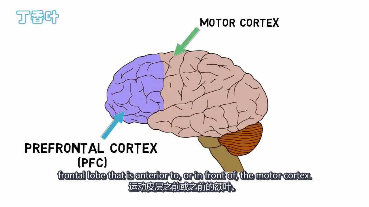 2分钟神经科学-前额叶皮层_腾讯视频