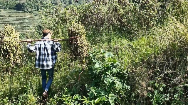 秋收的季节,载满着丰收的喜悦和妈妈去收豆回家制作香浓的豆浆.