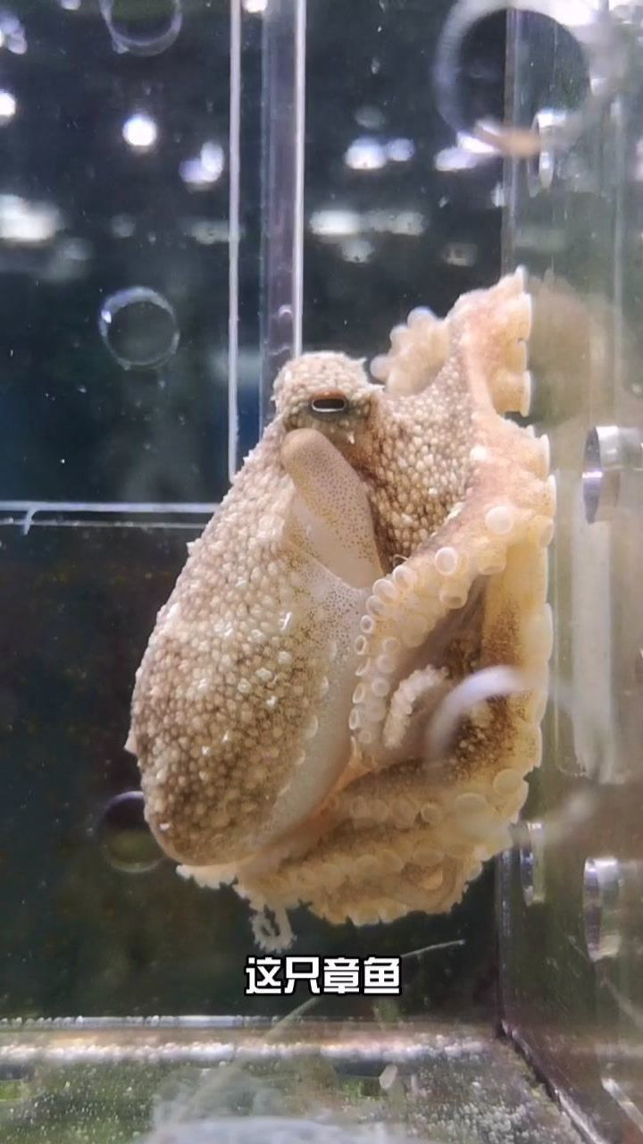 章鱼保罗吃了个虾吃的真干净