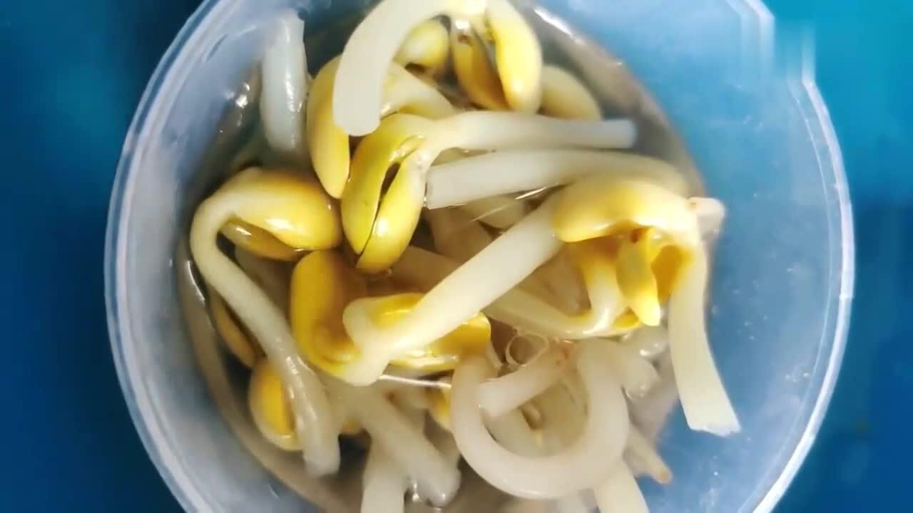 钓鱼饵料,豆芽挂钩,作钓草鱼小能手!