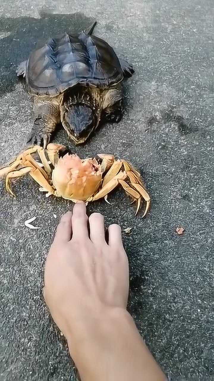 这回被帝王蟹夹到了吧