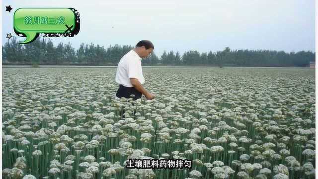 韭菜种子怎么种,韭菜播种方法,种植方法有哪些,高产的关键