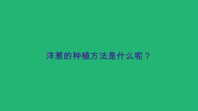 洋葱的种植方法是什么呢?