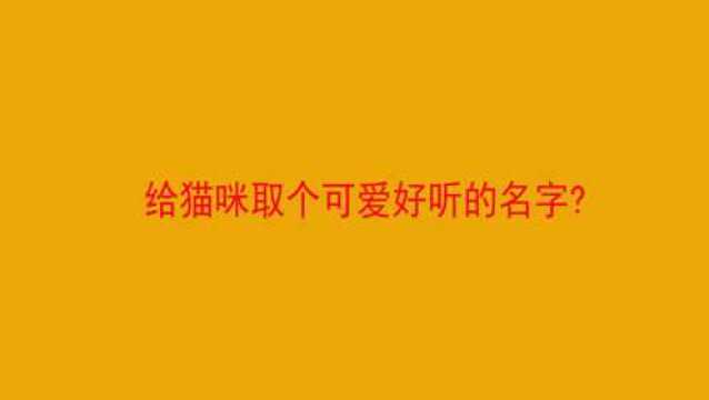 给猫咪取个可爱好听的名字?