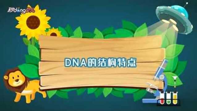 DNA的结构特点