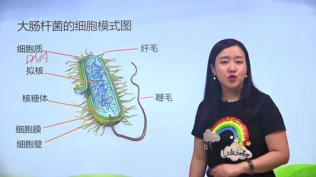 翟思茗高中生物必修1真核细胞和原核细胞