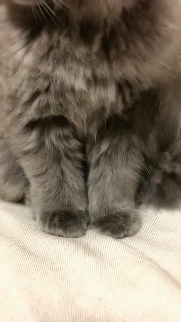 这只高地蓝猫太帅了炸毛的样子完全是一只小狮子