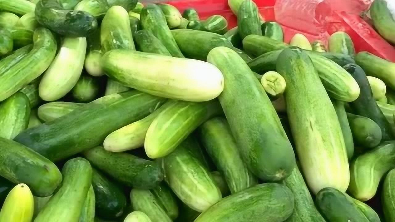 印度最贵的水果居然是我们常见的黄瓜简直太不可思议了
