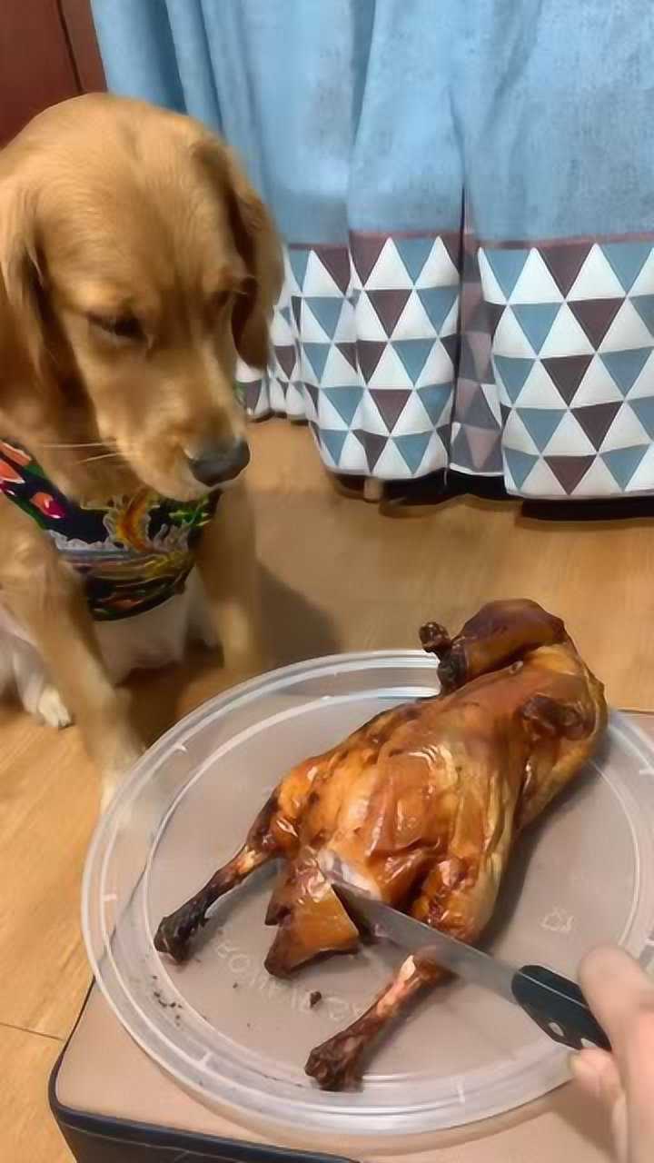 主人太坏了,只给狗子吃鸭屁股,狗:我太难了