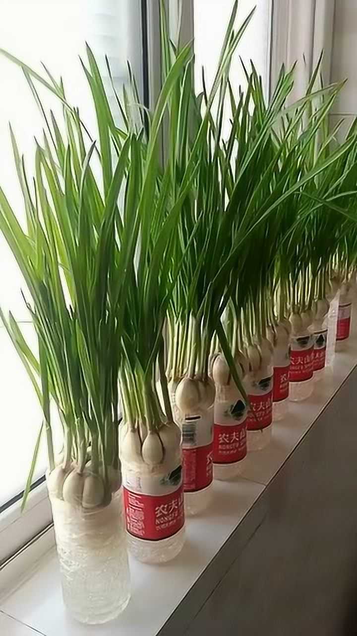 矿泉水瓶子栽种蒜苗的方法