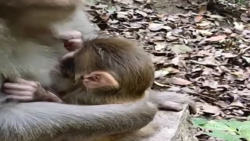 小猴子这吃奶方式也太粗暴了，小心猴妈妈发脾气，真的太不要脸了！