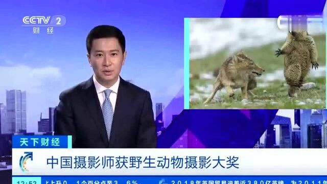 天天绿色生活惊恐旱獭表情包原型获奖拍下惊恐旱獭的中国摄影师