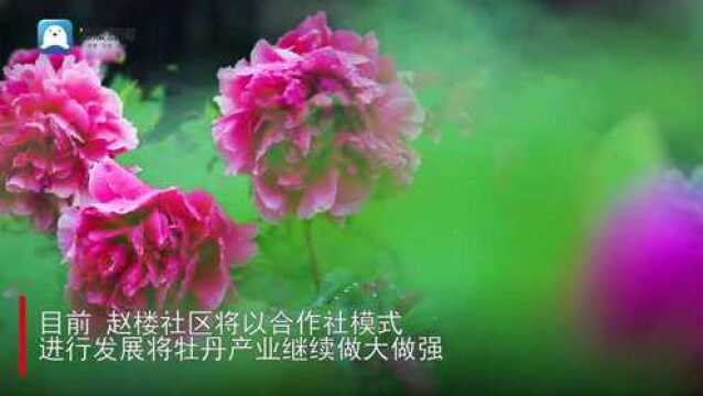 寻找“网红村”—菏泽牡丹区赵楼:百年牡丹种植历史