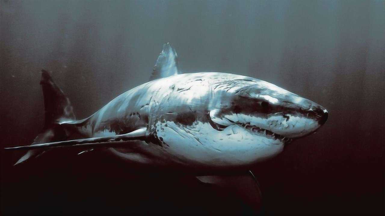 宠物小鲨鱼不仅高智商而且太可爱啦!