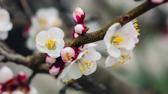 自然风光 杏花盛开 春季花期