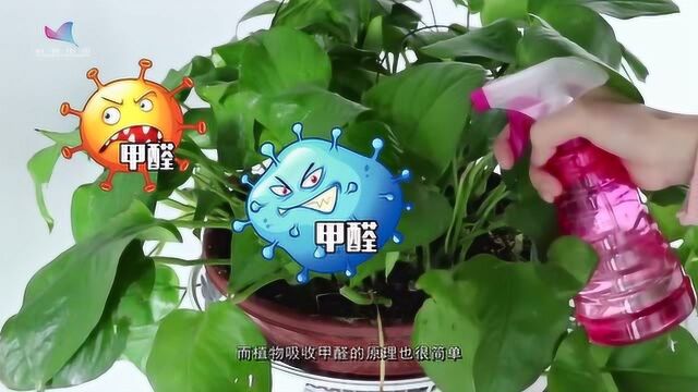 吊兰是植物中的吸甲醛之王?只能起到辅助作用