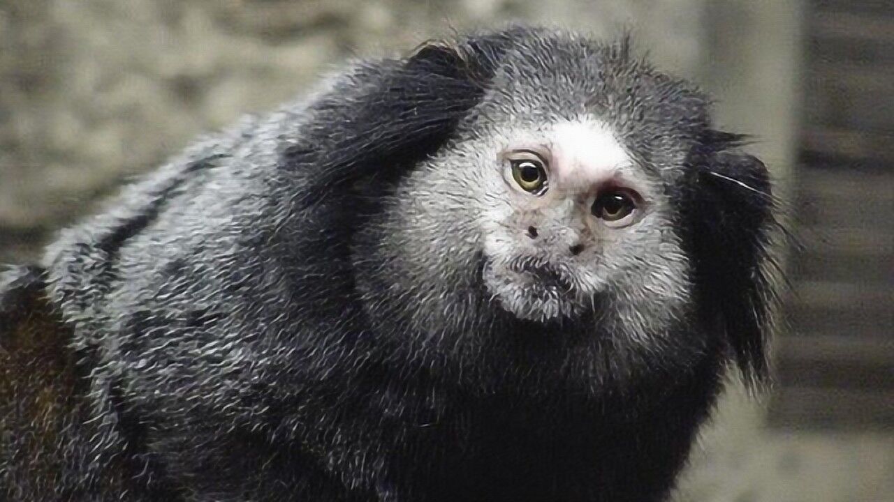 生活在南美洲的"狨",竟在山海经里有记载,专家说这不可能