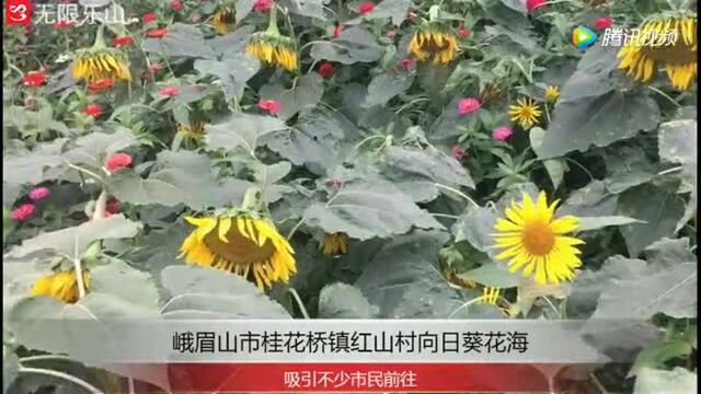 峨眉山市桂花桥镇红山村向日葵花海!