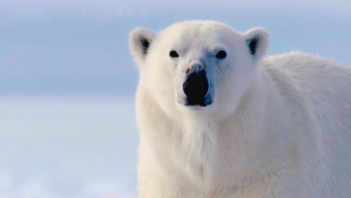 纪录片：饥饿的北极熊想偷袭海豹，运用迂回战术，小心翼翼地靠近