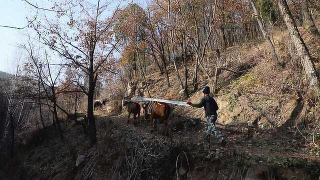 马帮再现!骡马深山驮运风电器材,日行30公里