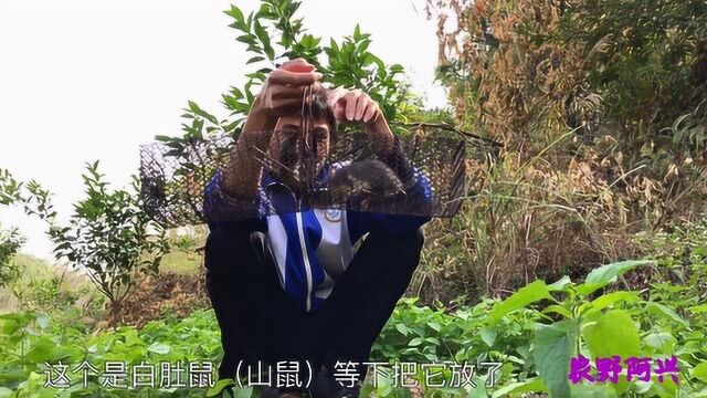 这段时间老是捕获这种山鼠(白肚鼠),都快烦死了