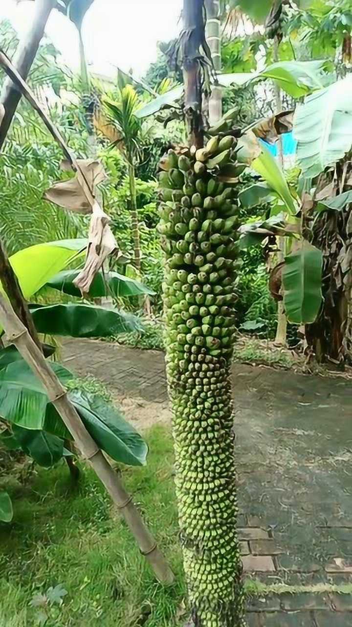 这样的芭蕉还能吃吗?