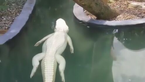 稀有的白色鳄鱼，不知道它有什么特别的，躺在水池里又快一天了！