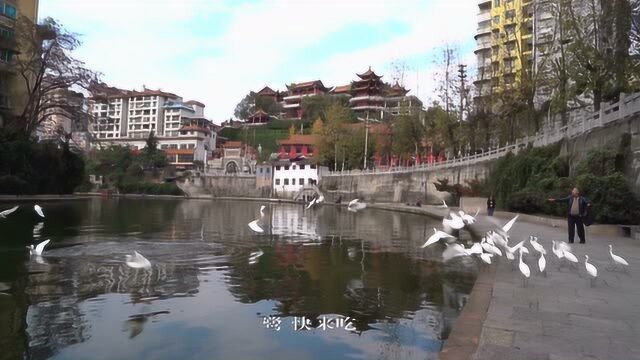 不管刮风下雨,遵义这名环卫工人,每天买80斤鱼喂白鹭