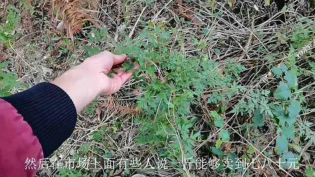 “海金沙”是农村常见植物,一斤孢子粉能值70元,听听农民心声