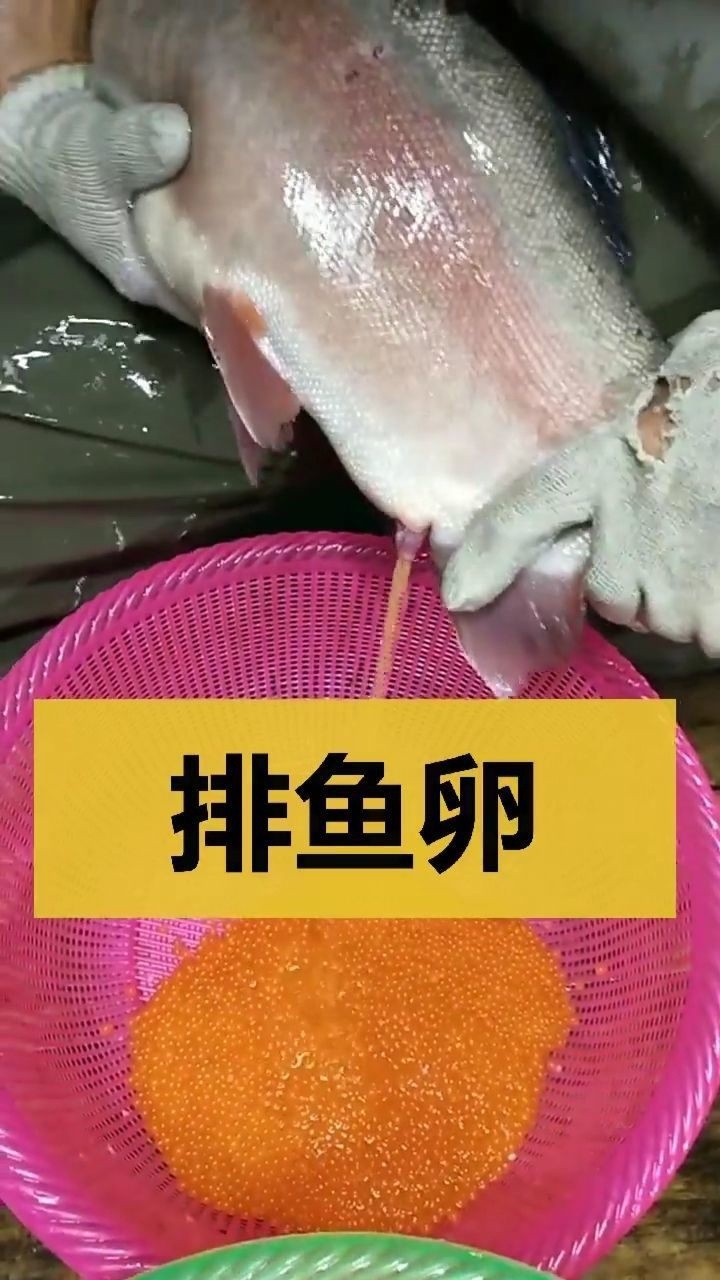 給魚排卵,魚想說拍完了能給我放回去幾個嘛,別太絕了!