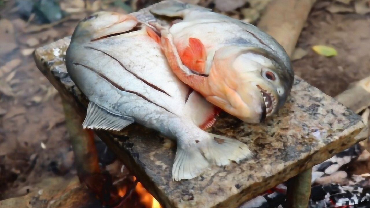 食人魚到底能不能吃老外親自品嚐結果出人意料