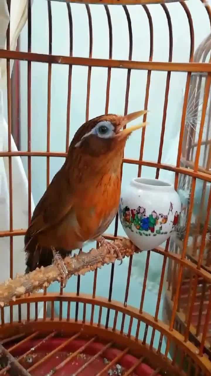 这只画眉鸟就是传说中的贵州红毛吗