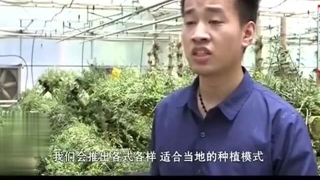 研发多种铁皮石斛的种植模式 根据不同的条件 推出适宜的种植模式