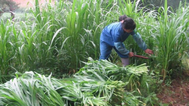 在农村种这种牧草,一年能割四茬,亩产10吨,成本低好种植!