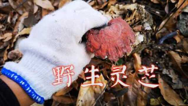 深山寻兰遇野生灵芝,把大别山兰花种子这样一洒,野生兰花就生长