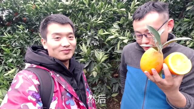 重庆老吴第一次搞直播卖奉节脐橙,几个小时过去了,结果气人