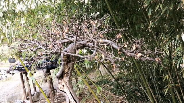 来看看这盆榆树盆景,独杆树皮,古朴沧桑,美妙绝伦