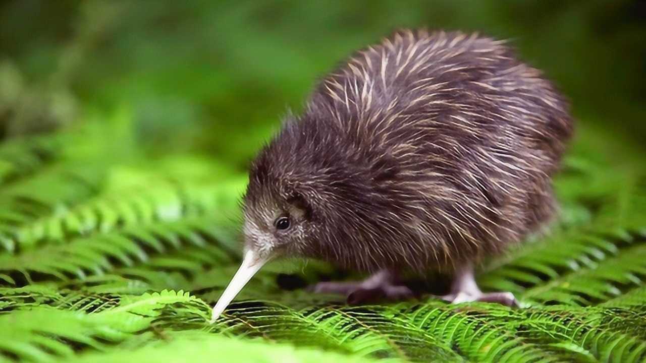 这只鸟有点奇怪,鸡都有鸡翅,它一点翅膀都没有