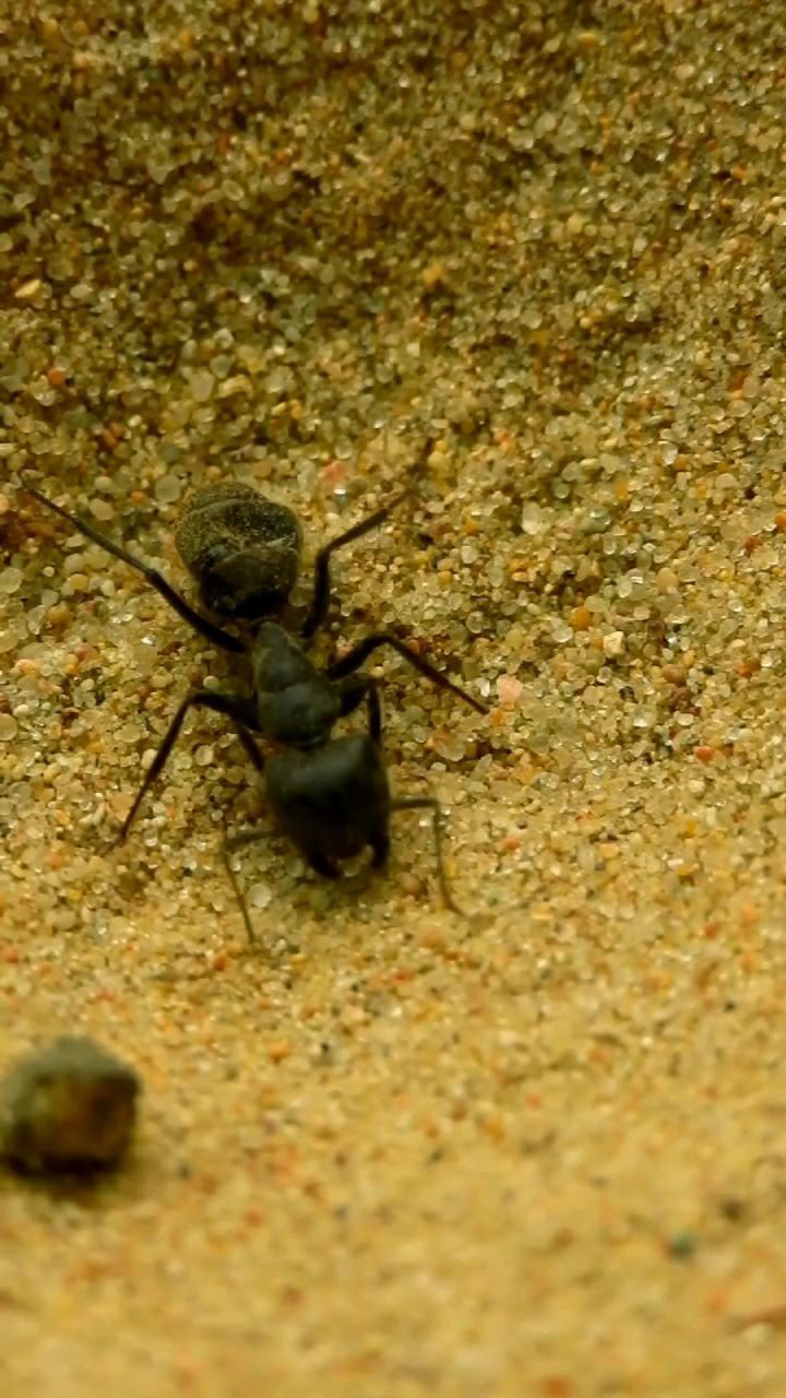 蚂蚁大战蚁狮,非常精彩下