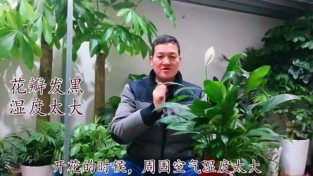 高手养护白掌花:都懂得它的3种开花状态和花后的正确修剪方法